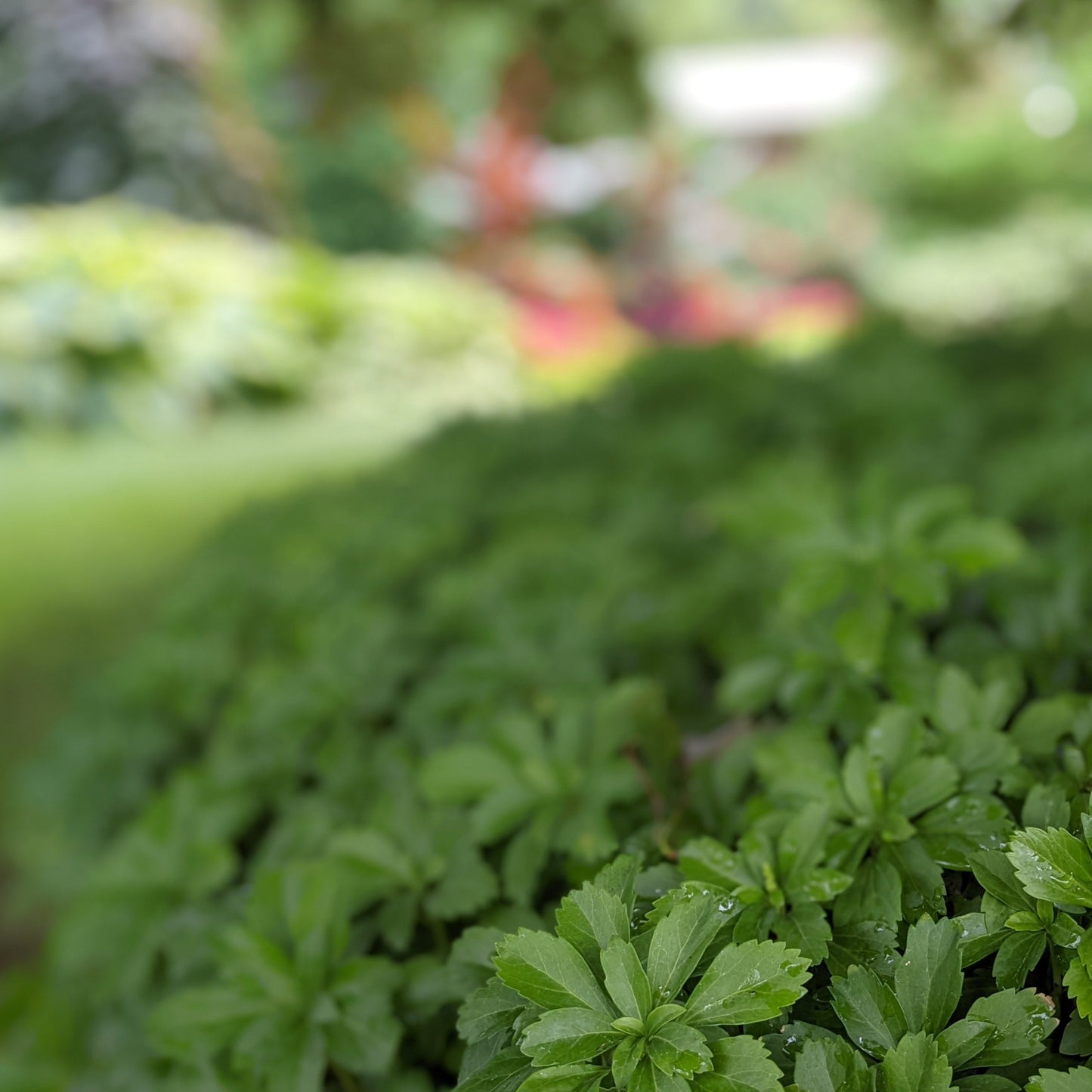 Pachysandra
