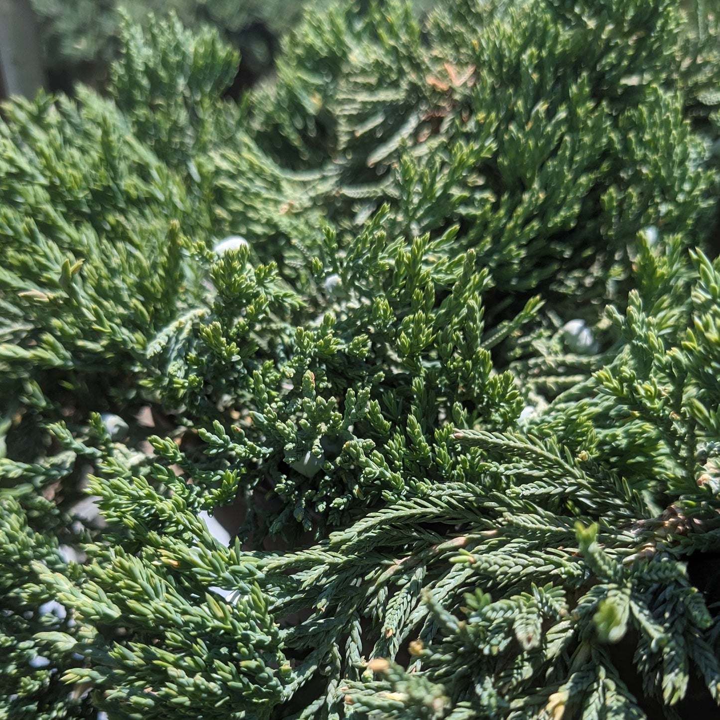 Blue Rug Juniper