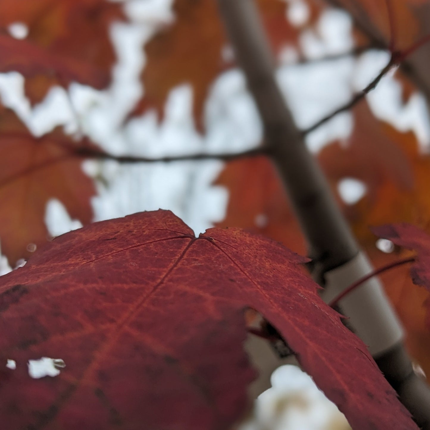 Armstrong Maple