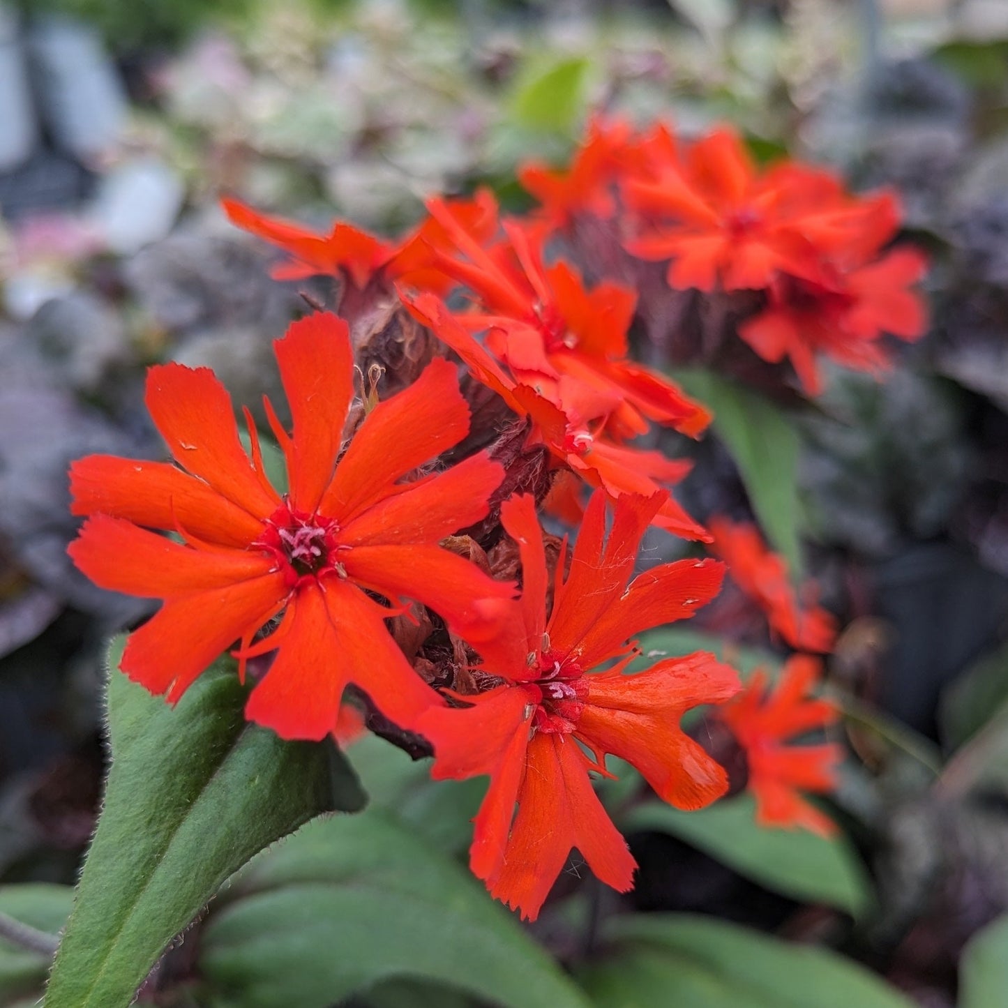 Orange Gnome Rose Campion
