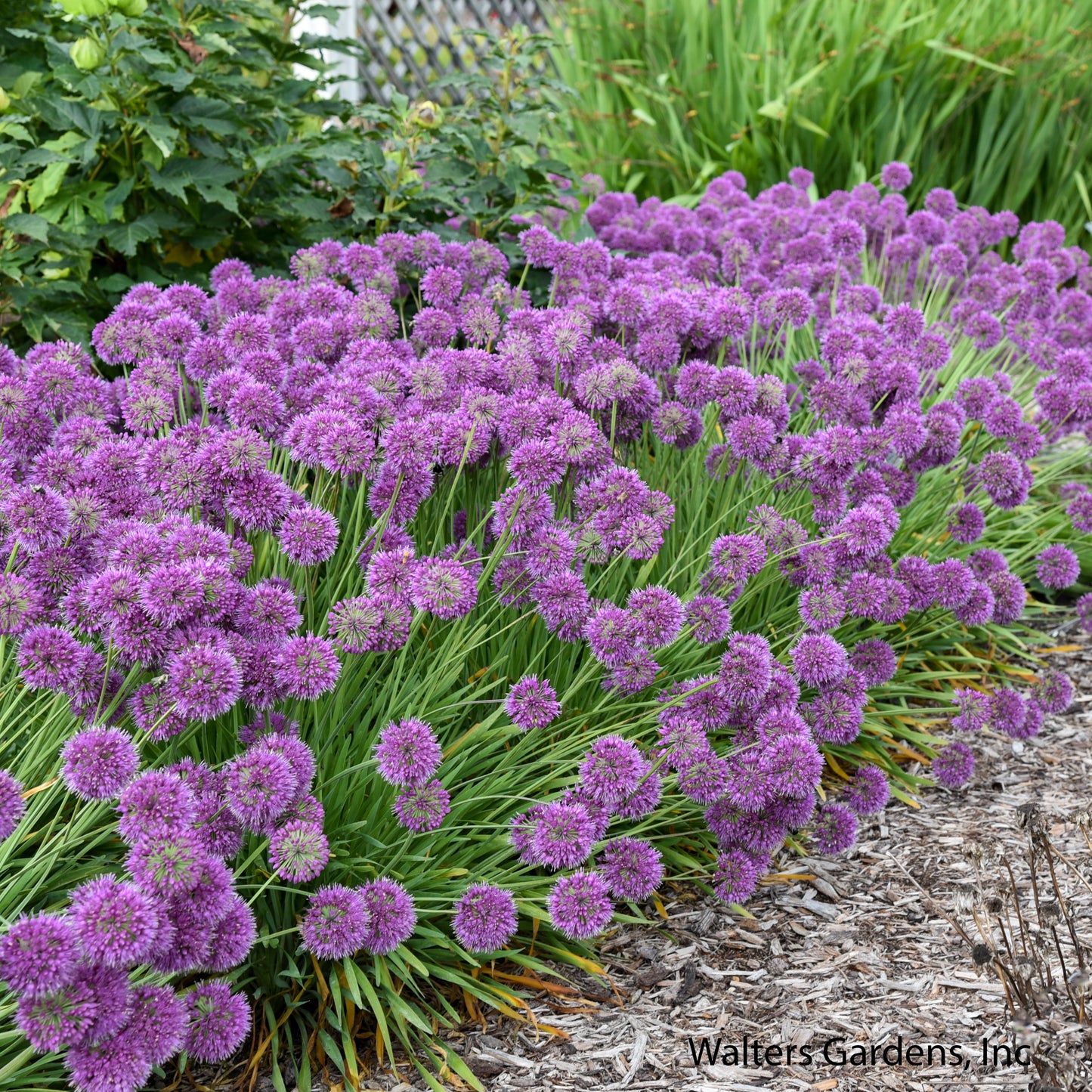 Lavender Bubbles Allium