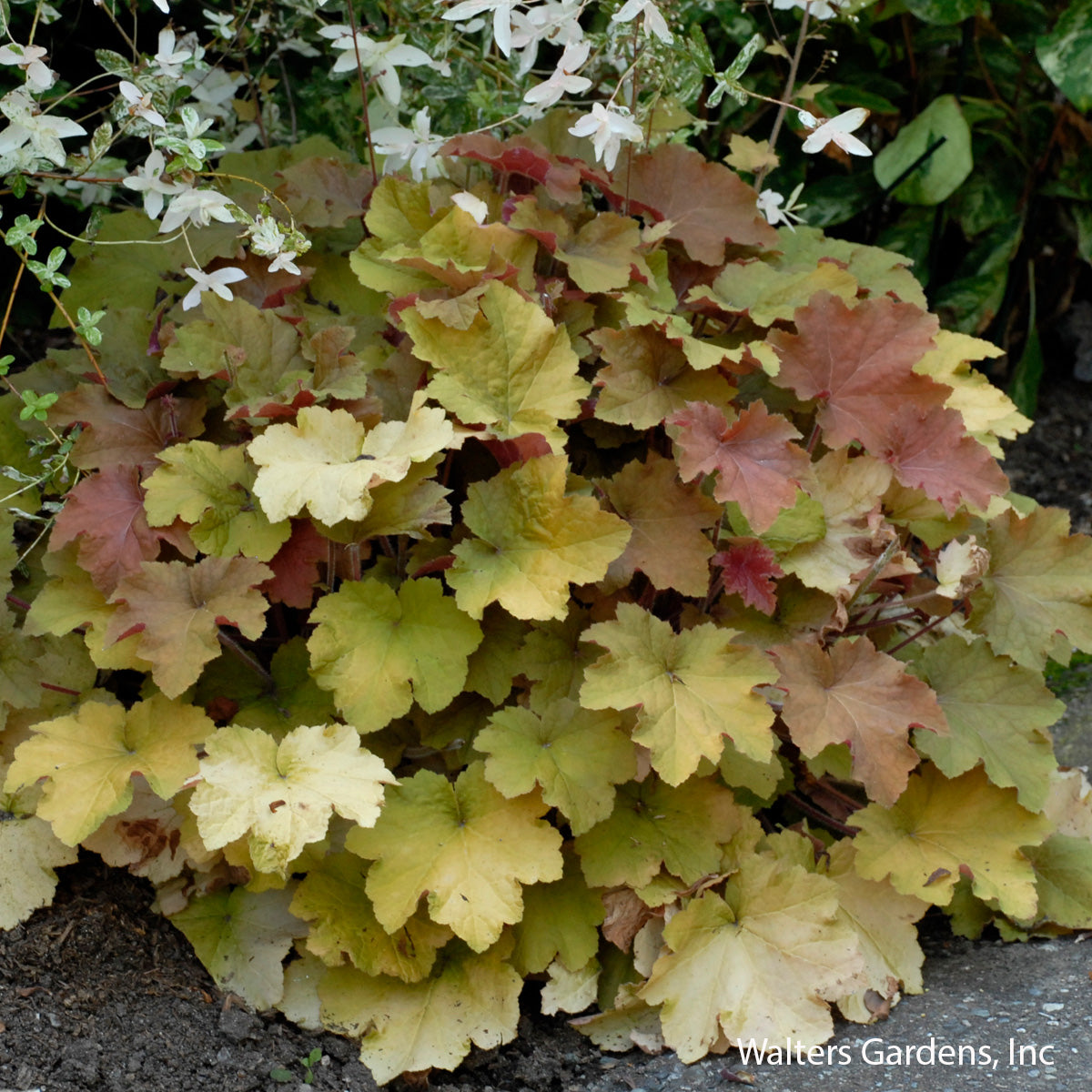 Caramel Coral Bells