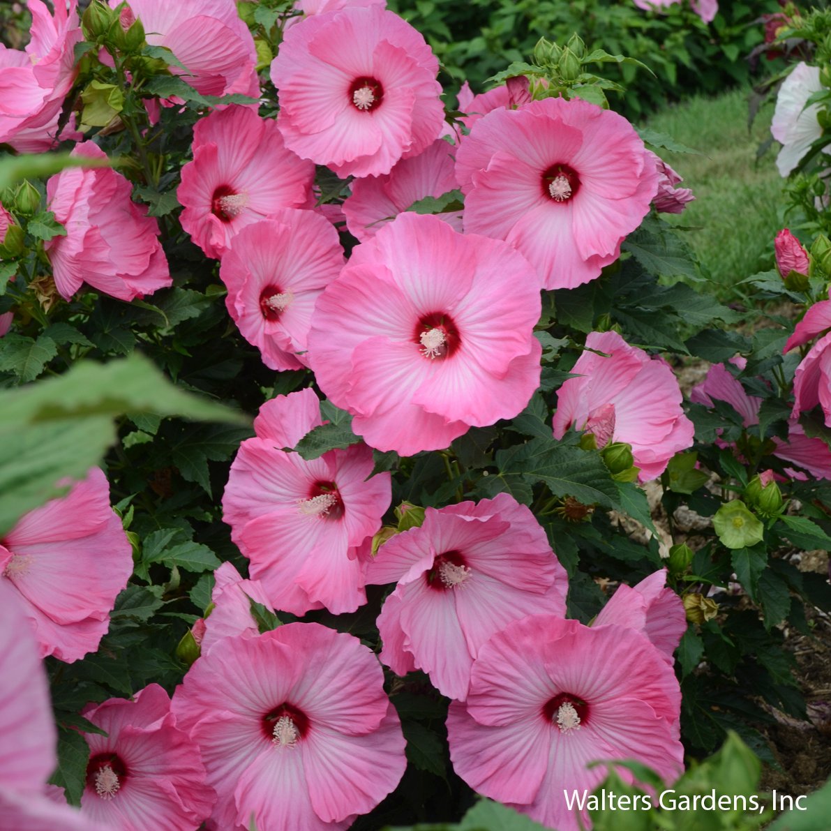 Airbrush Effect Hibiscus