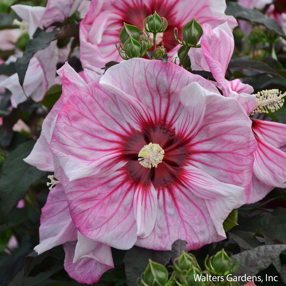 Cherry Choco Latte Hibiscus