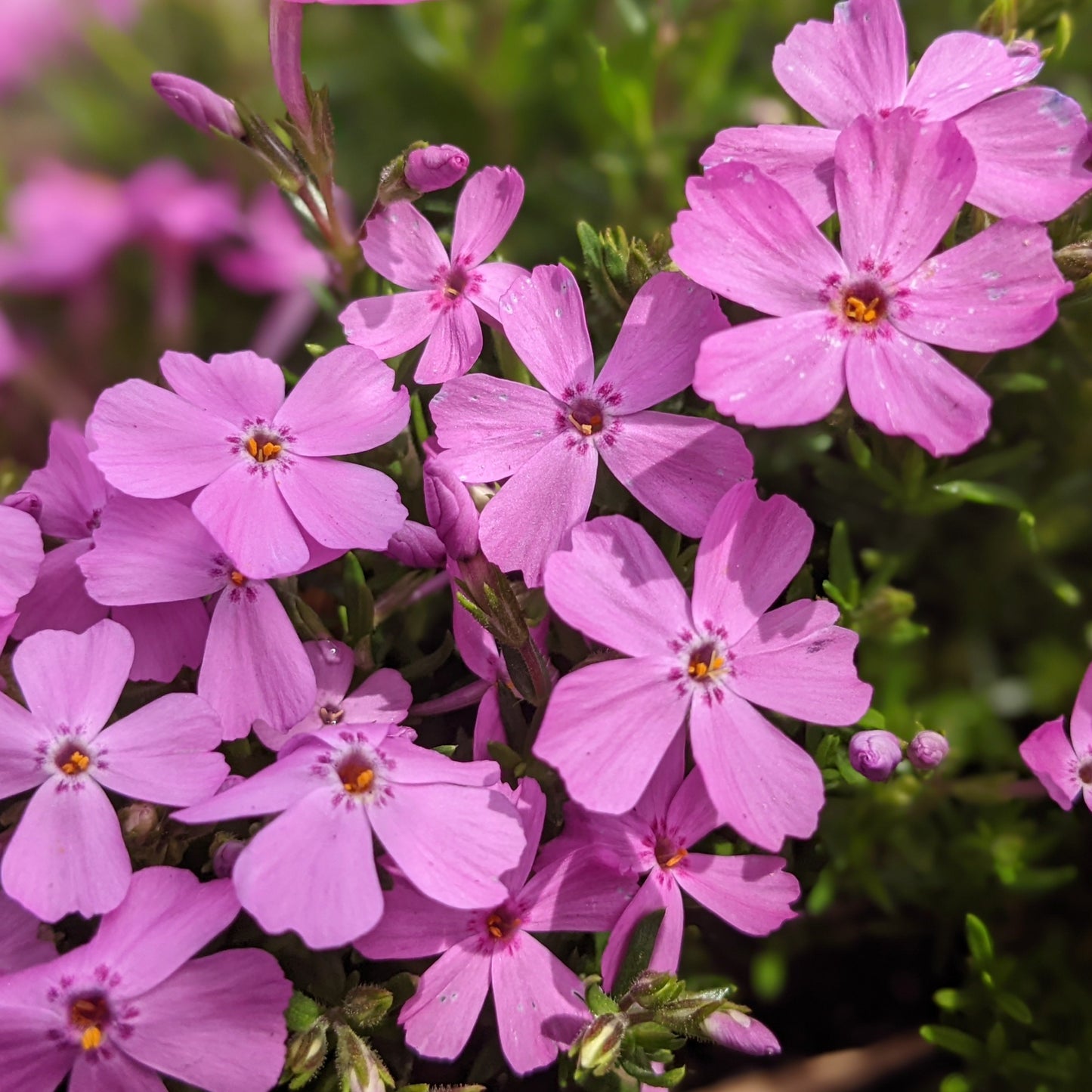 Emerald Pink Creeping Phlox