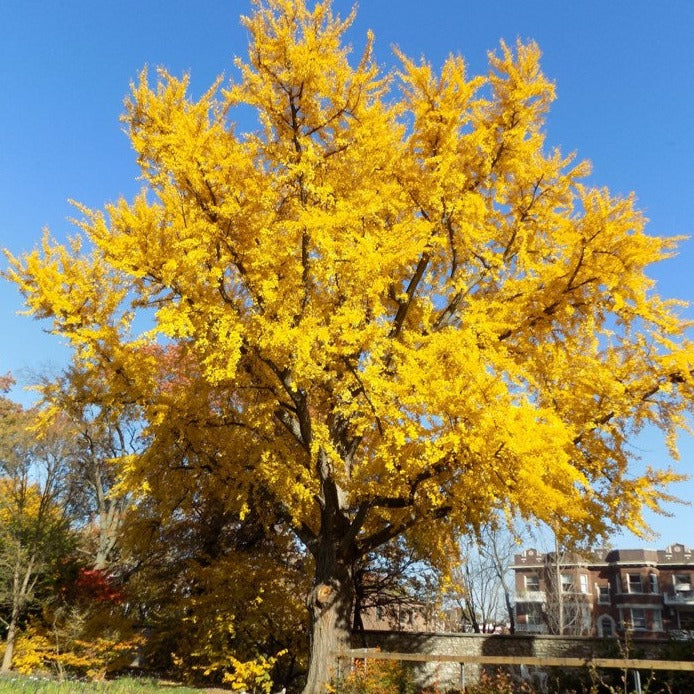 Ginkgo Tree