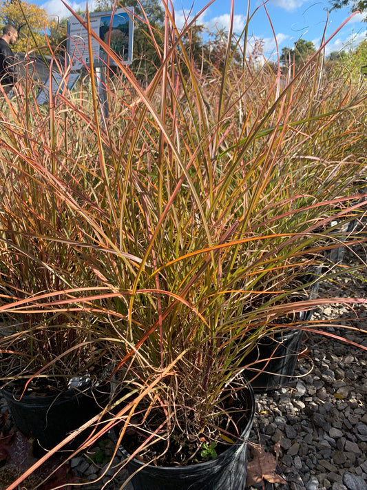 Huron Sunrise Maiden Grass