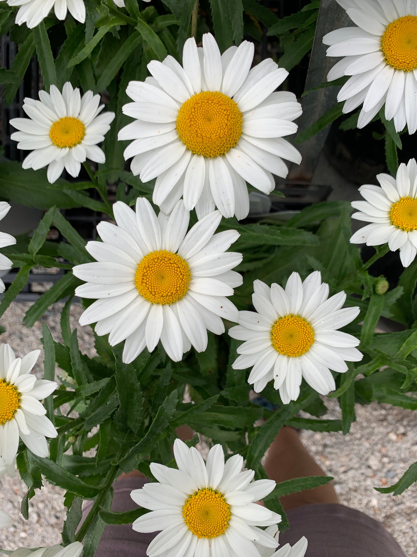 Snowcap Shasta Daisy