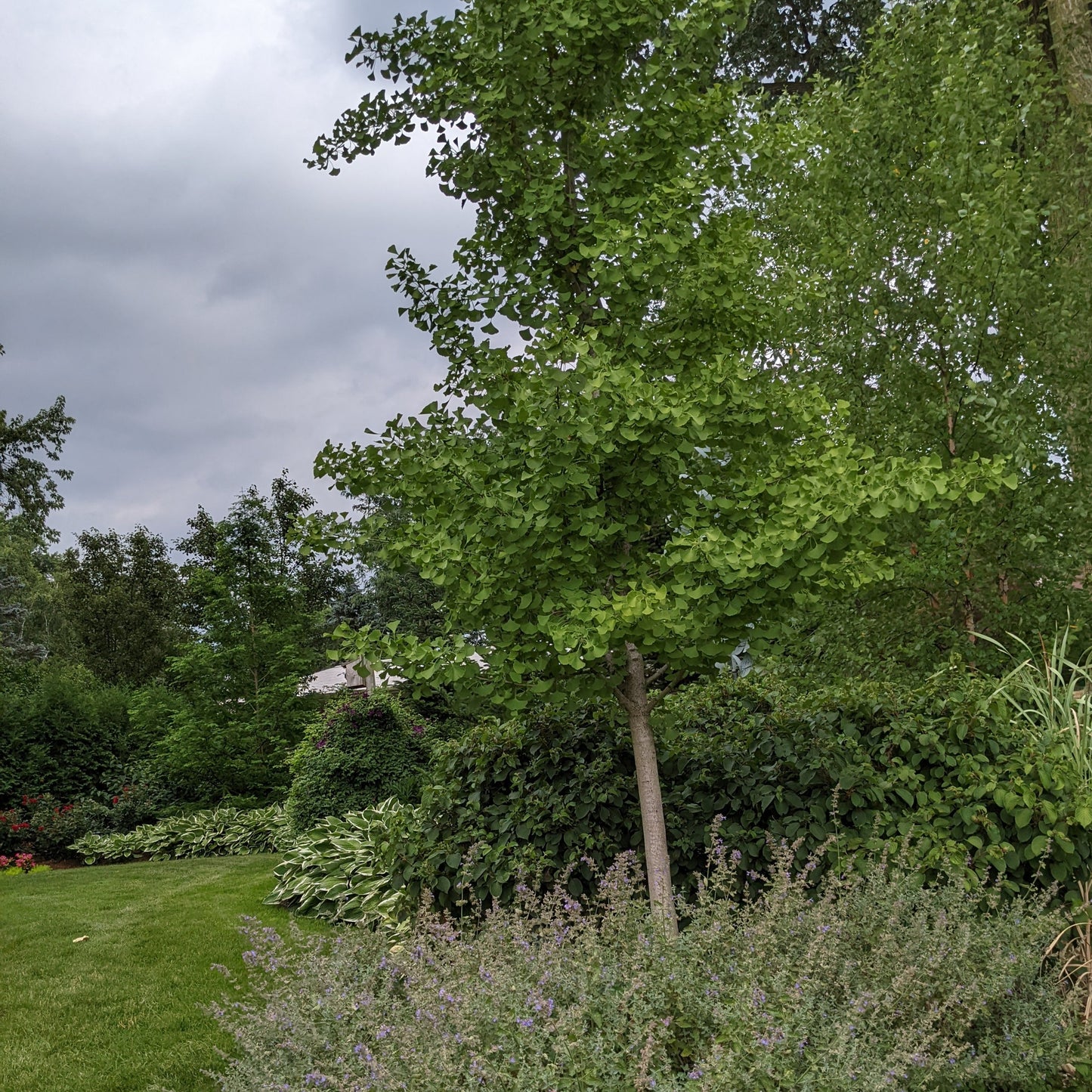 Ginkgo Tree
