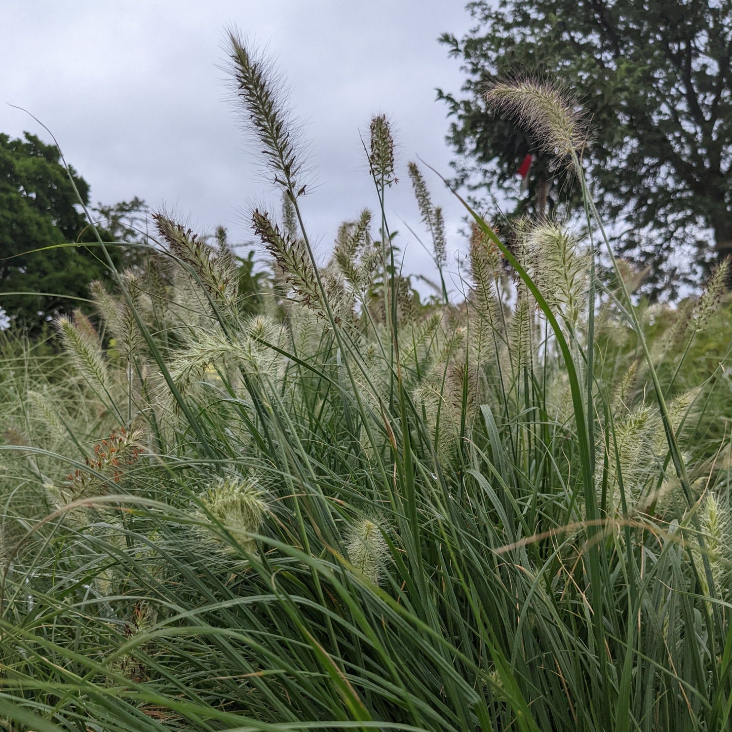 Overdam Feather Reed Grass