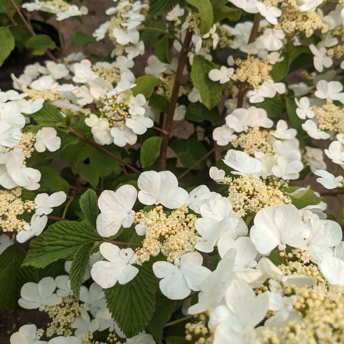 Mariesii Doublefile Viburnum