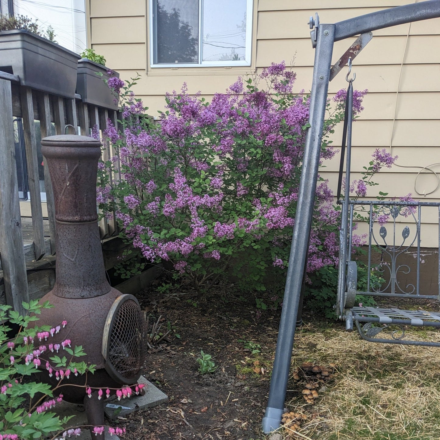 Bloomerang Dark Purple Lilac