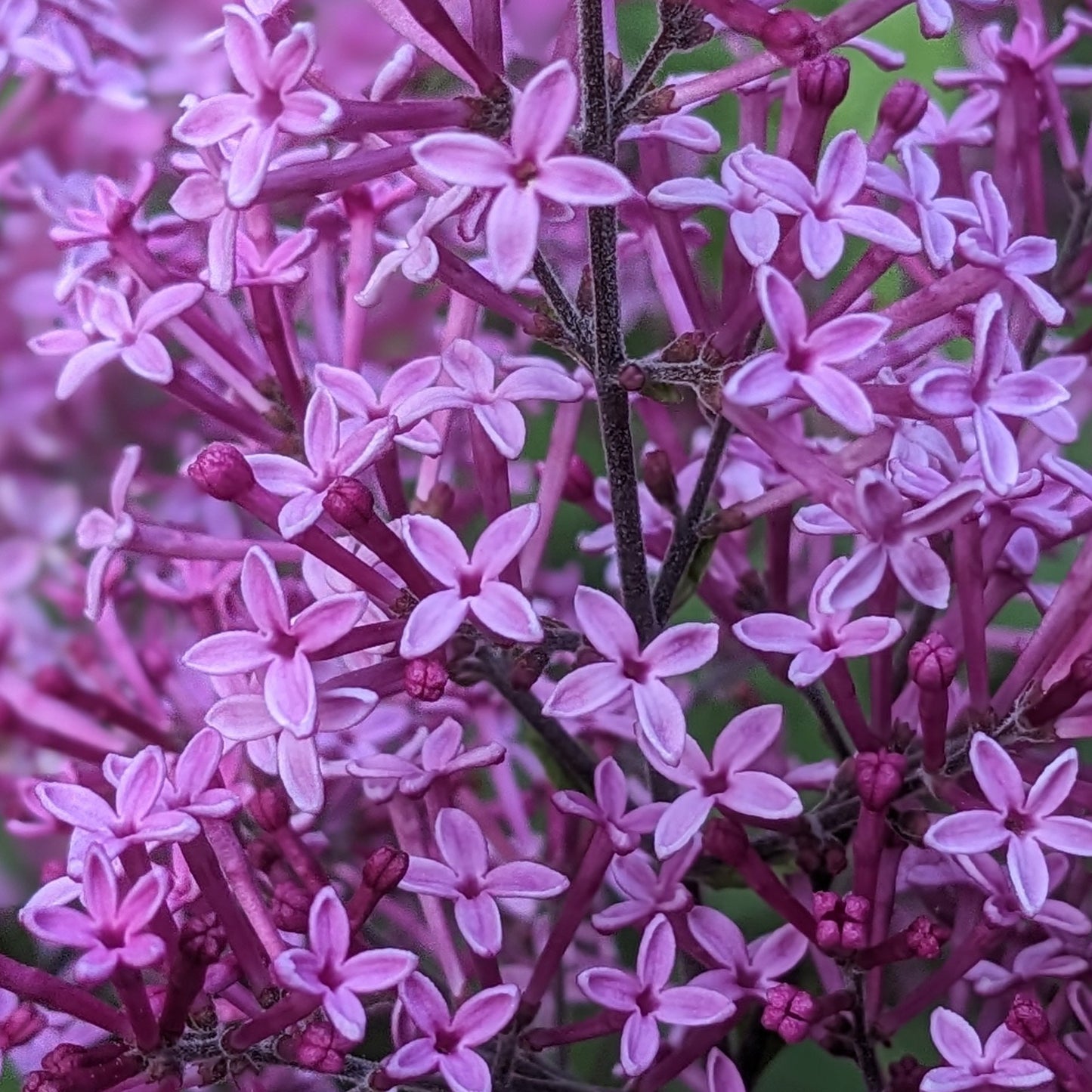 Bloomerang Dark Purple Lilac