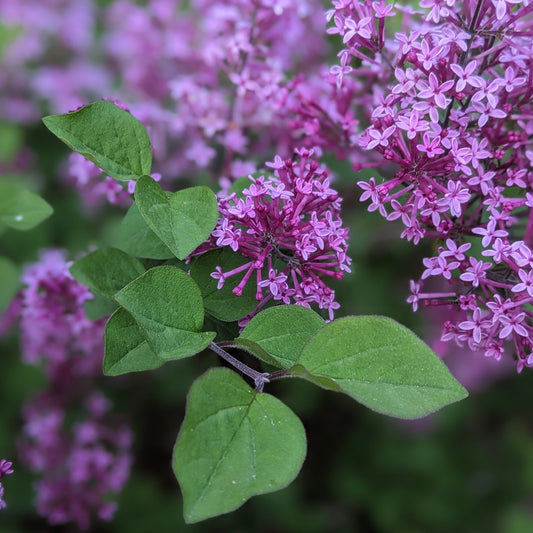 Bloomerang Dark Purple Lilac