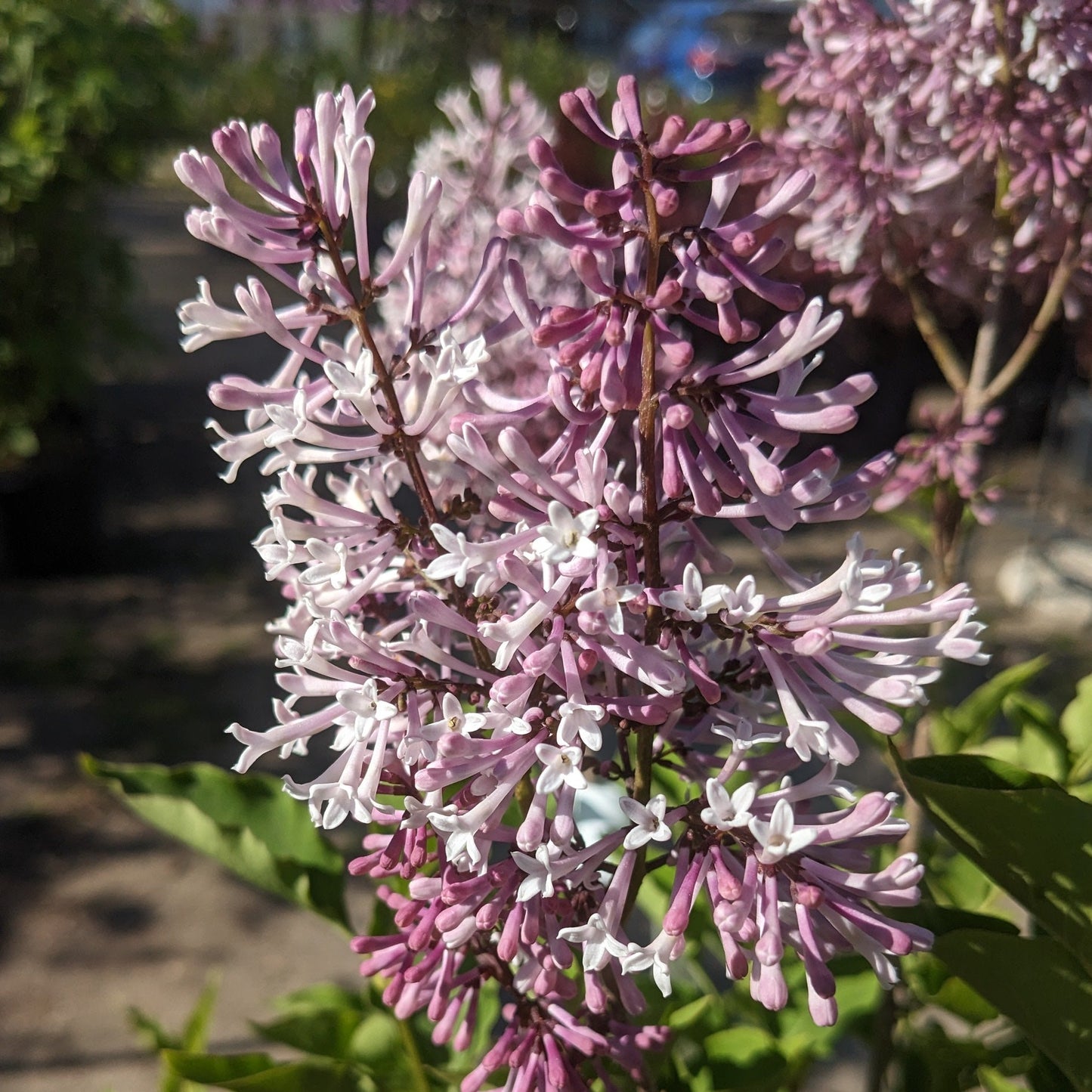 Miss Kim Lilac