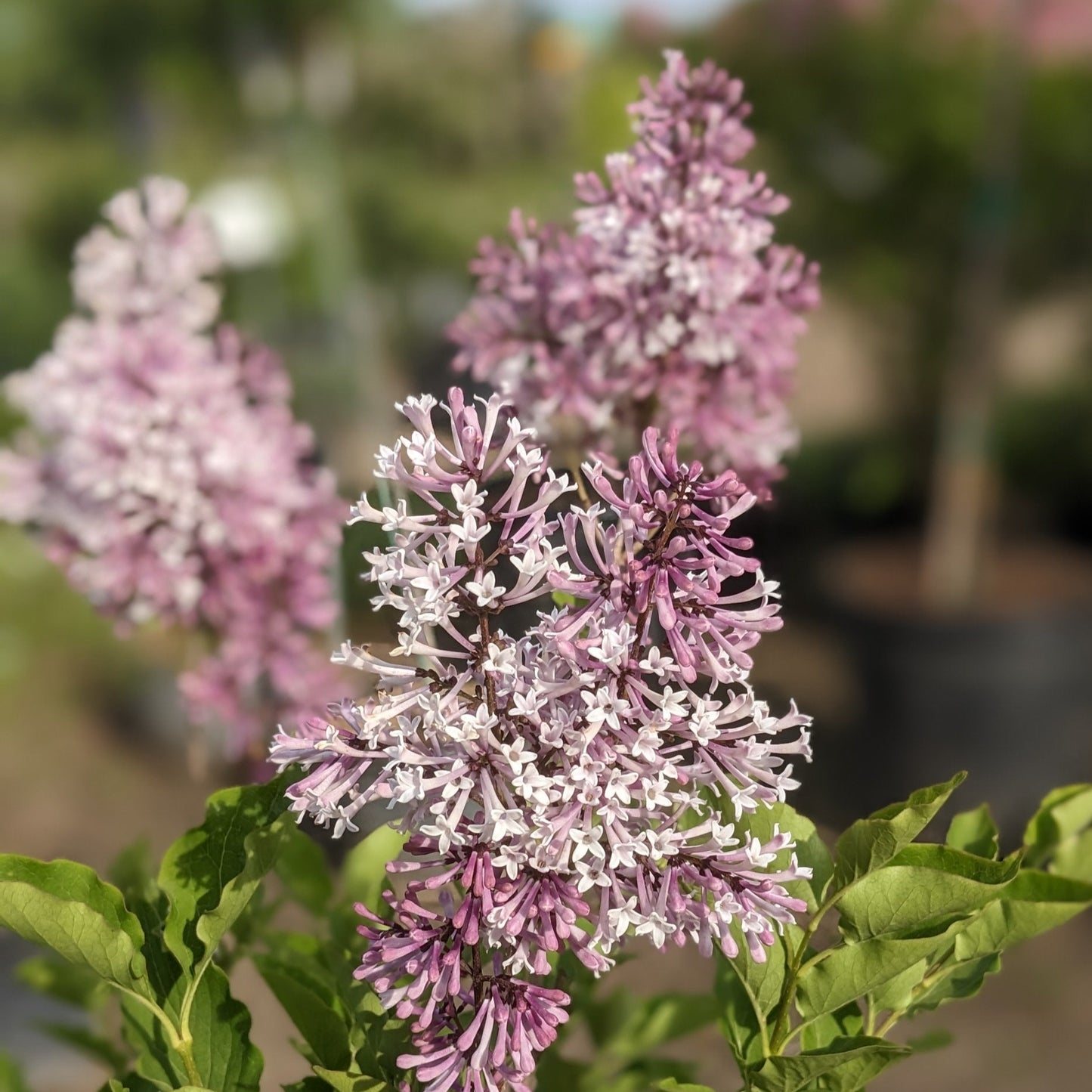 Miss Kim Lilac