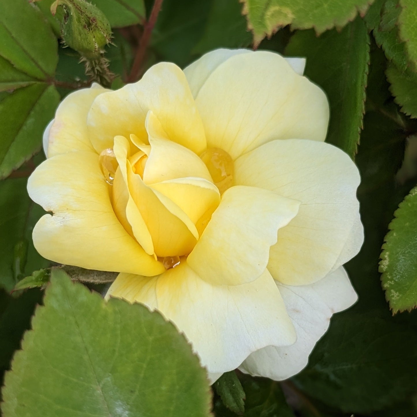 Sunny Knock Out Rose