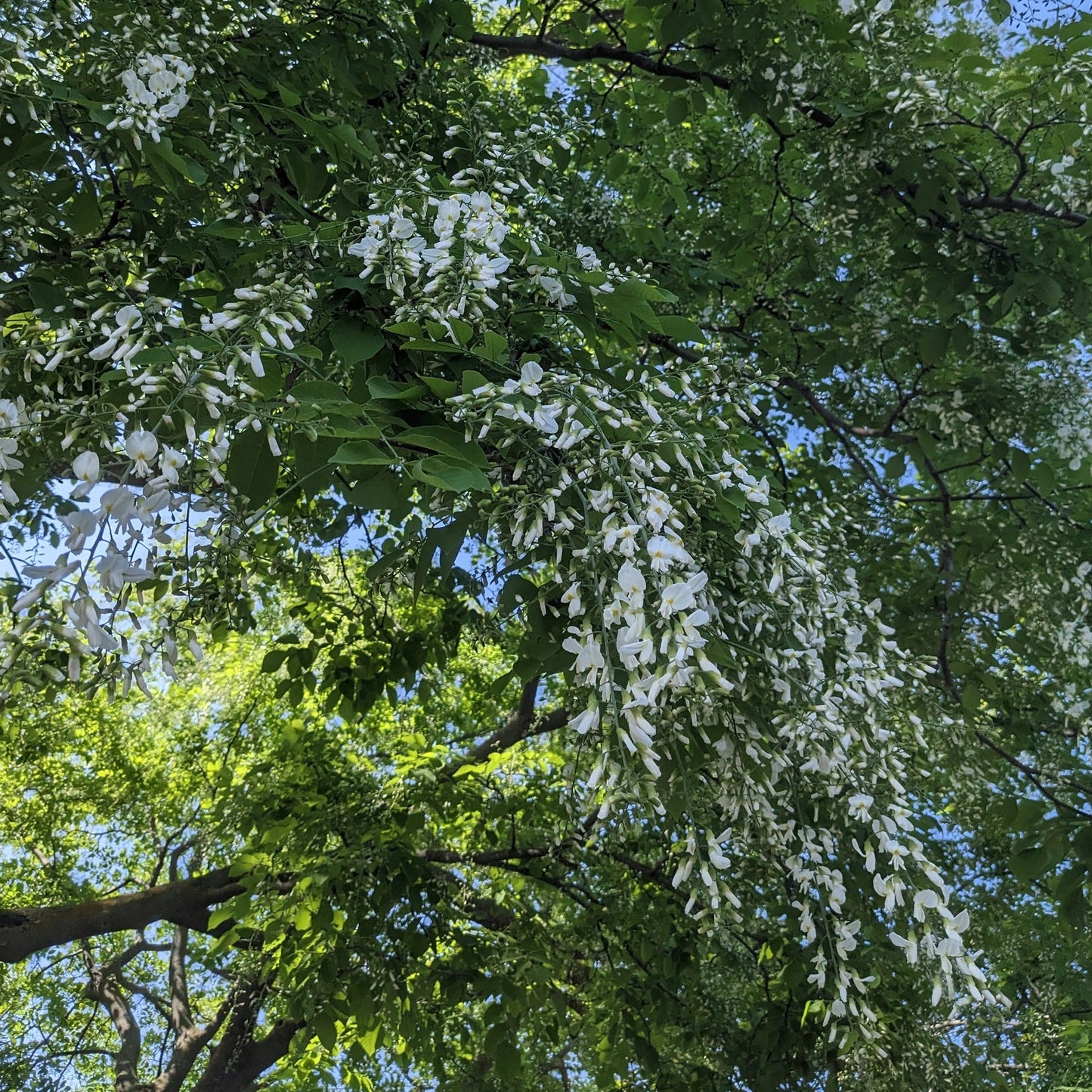 American Yellowwood
