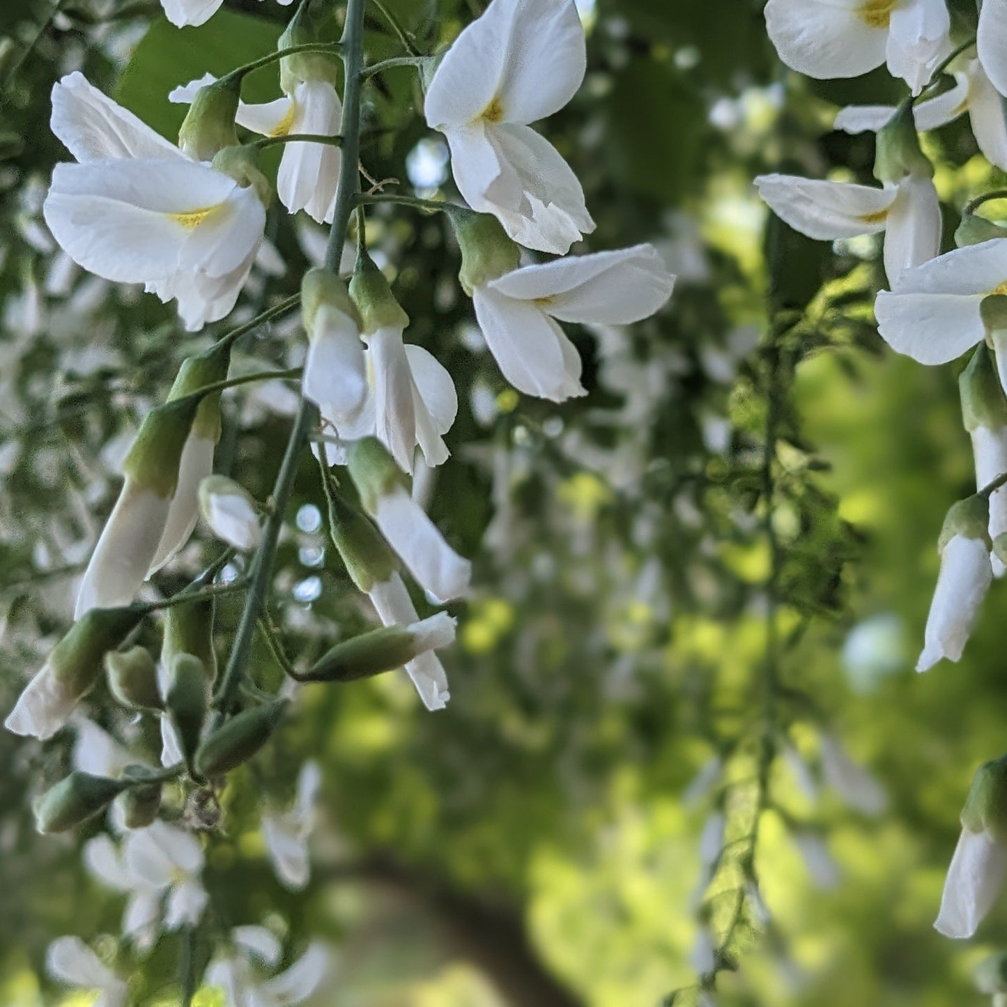 American Yellowwood