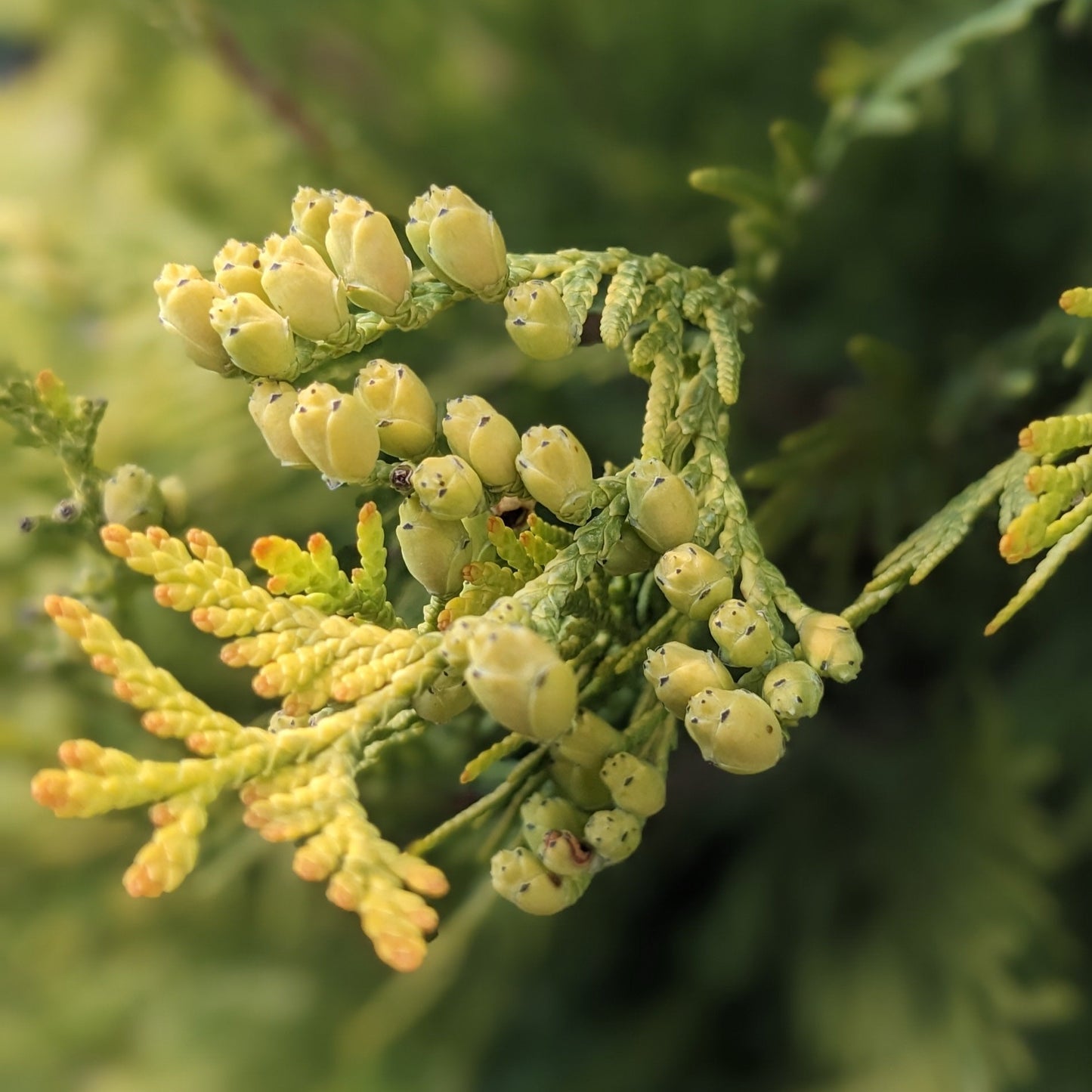 Yellow Ribbon Arborvitae