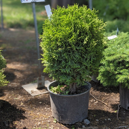 Little Giant Globe Arborvitae