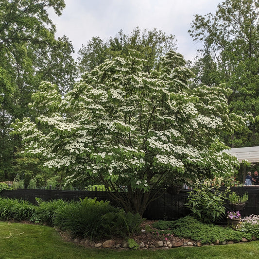 Kousa Dogwood