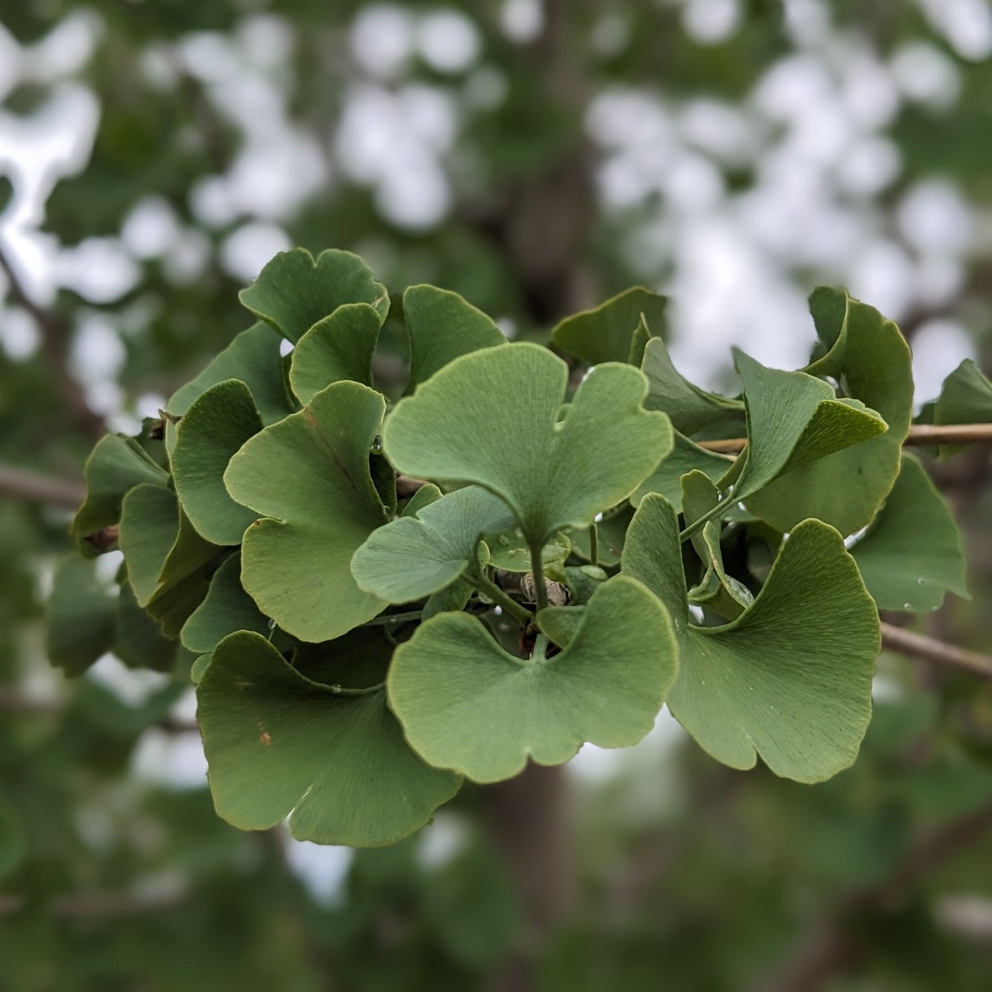 Ginkgo Tree