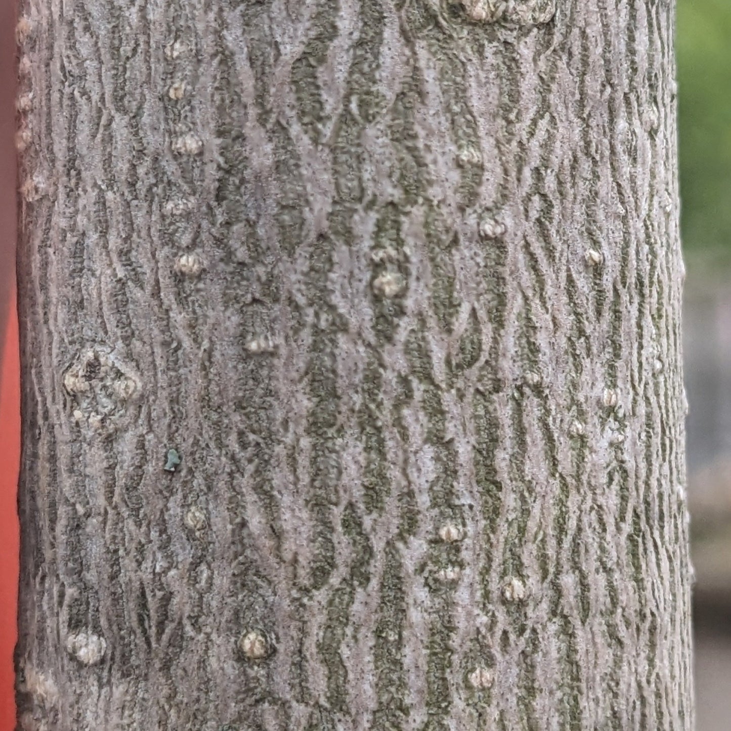 Ginkgo Tree