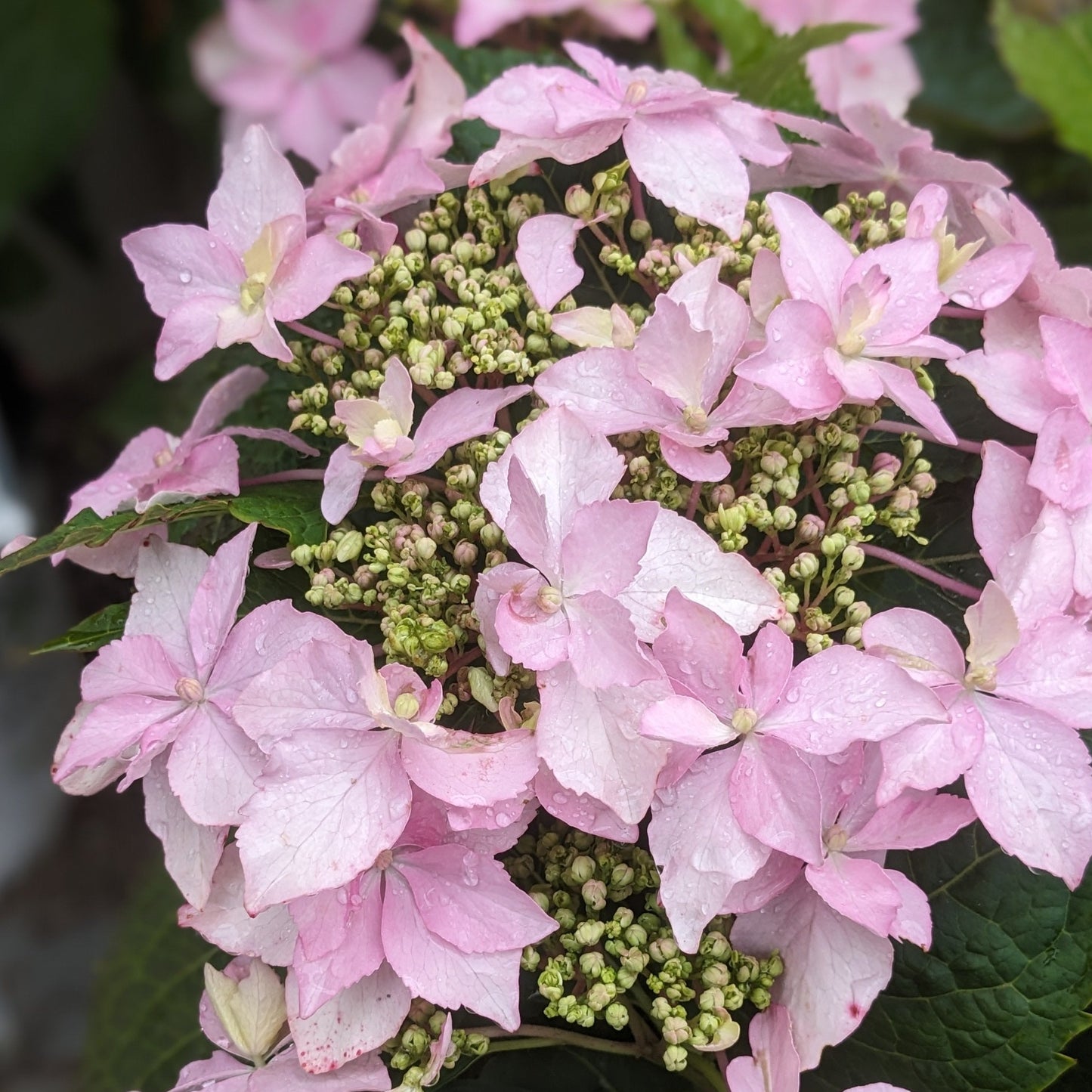 Tuff Stuff Ah-Ha! Hydrangea