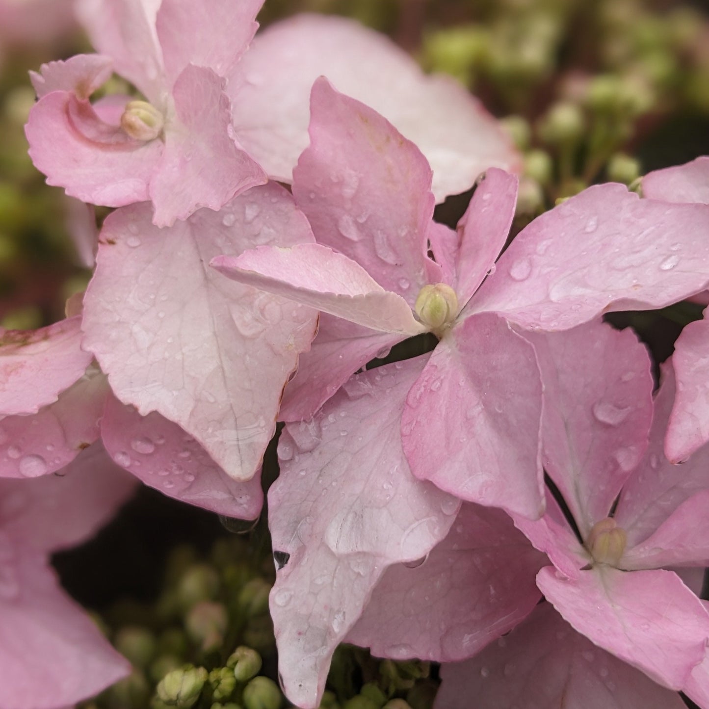 Tuff Stuff Ah-Ha! Hydrangea