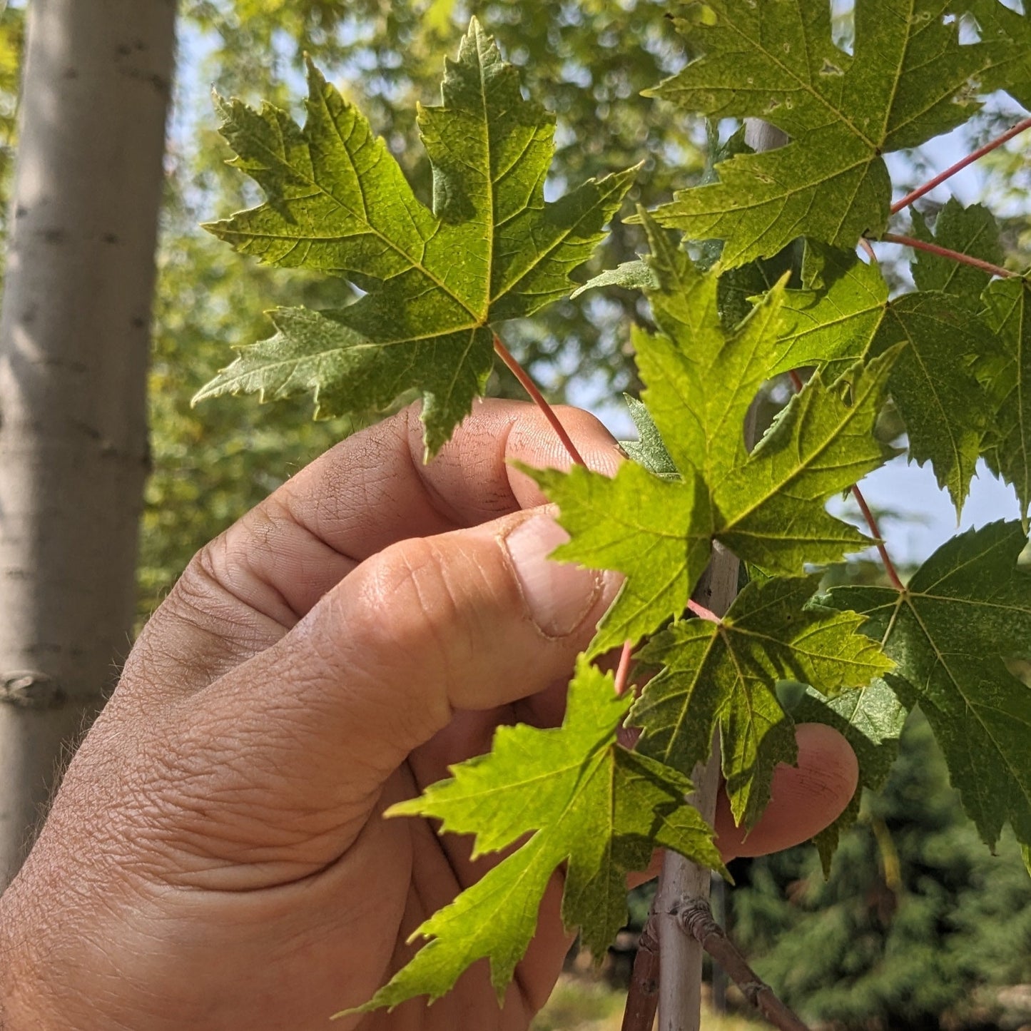 Autumn Blaze Maple