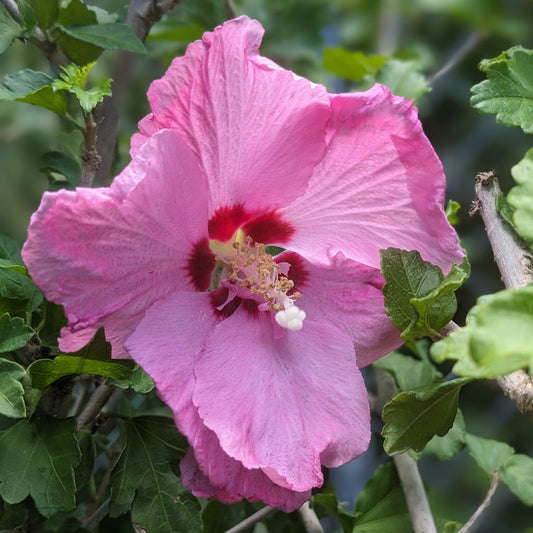 Aphrodite Rose of Sharon