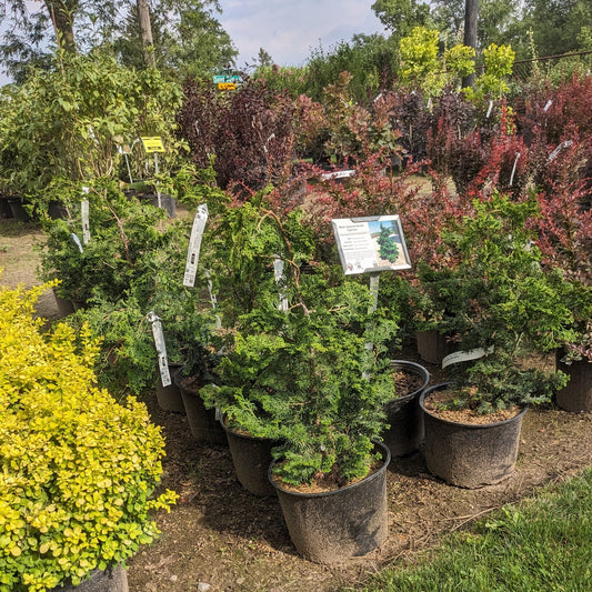 Wells Special Hinoki Cypress