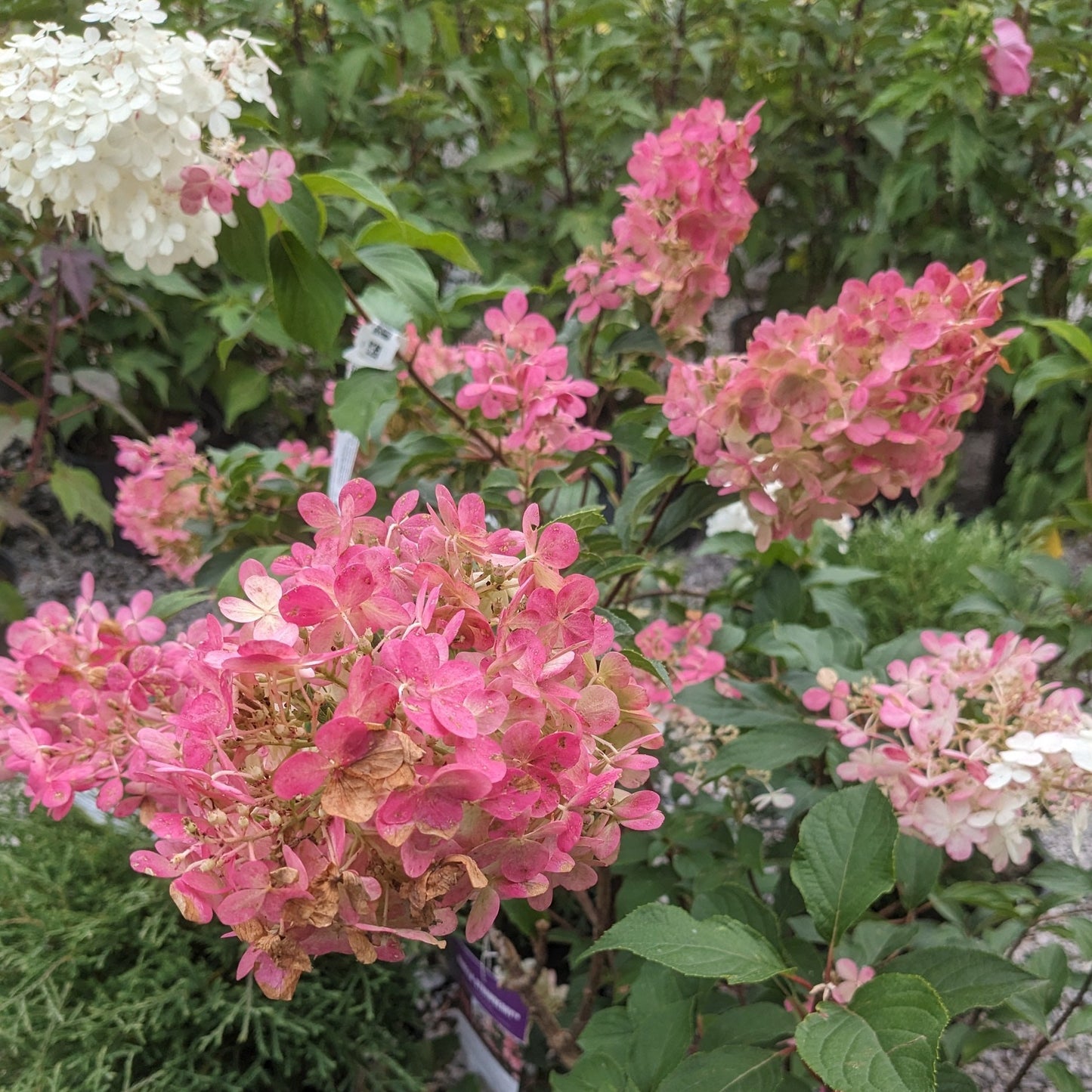 Vanilla Strawberry Hydrangea