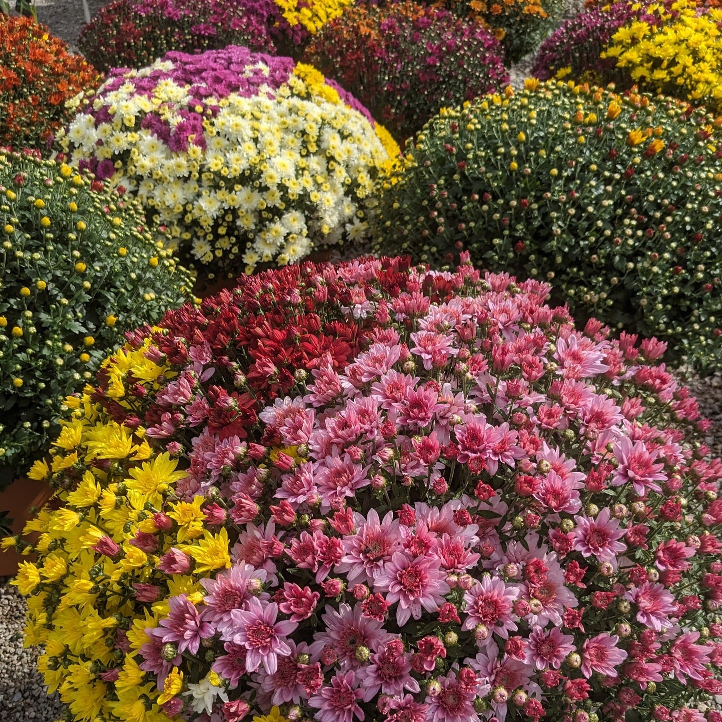 Fall Mums