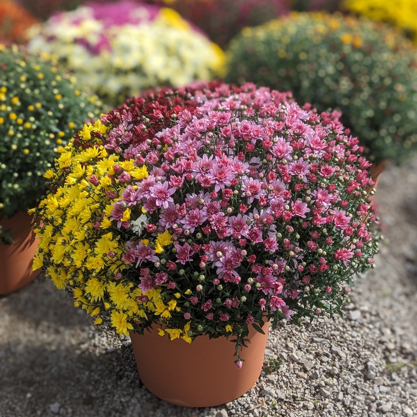 Fall Mums