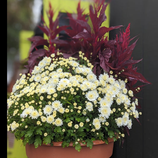 Fall Mums