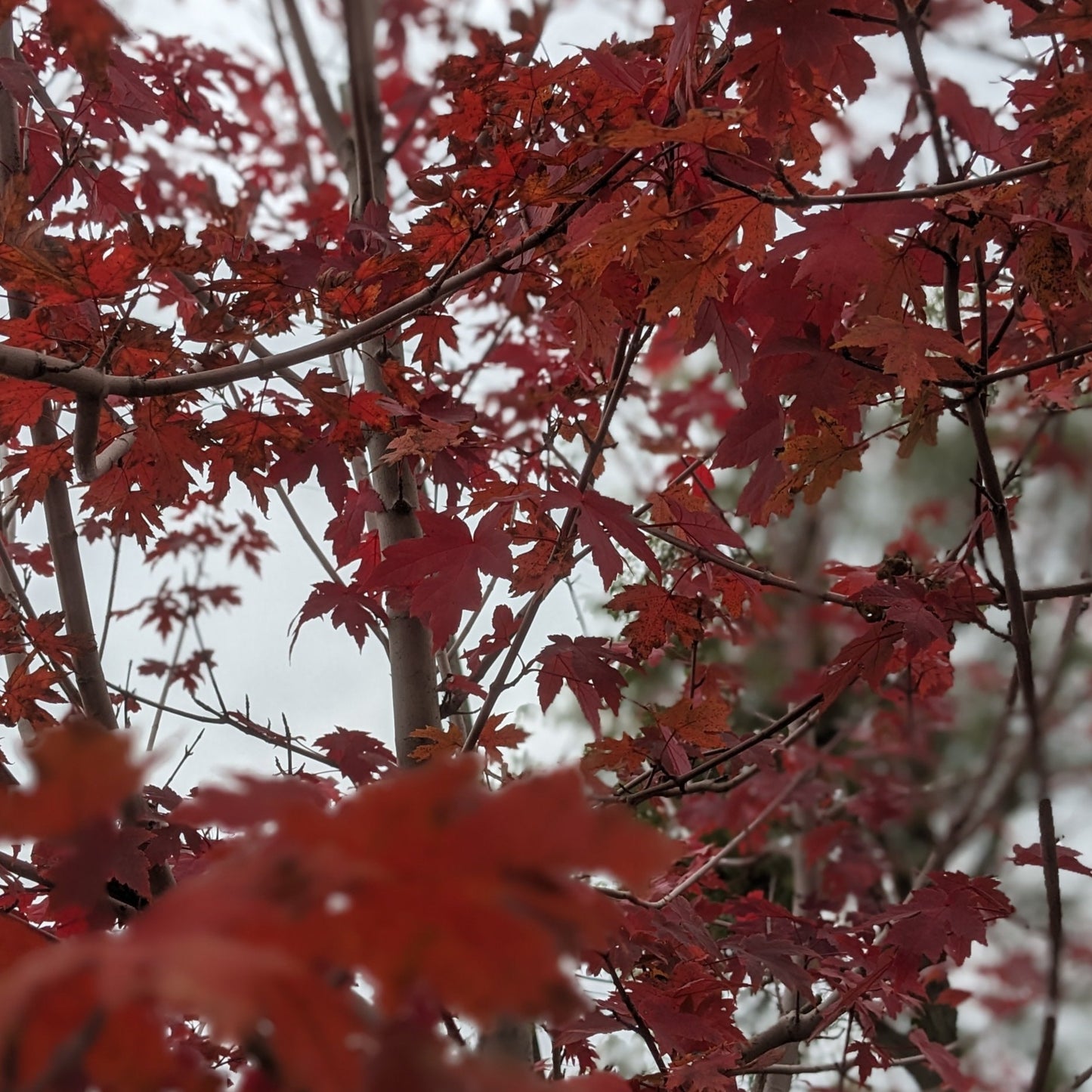 Autumn Blaze Maple