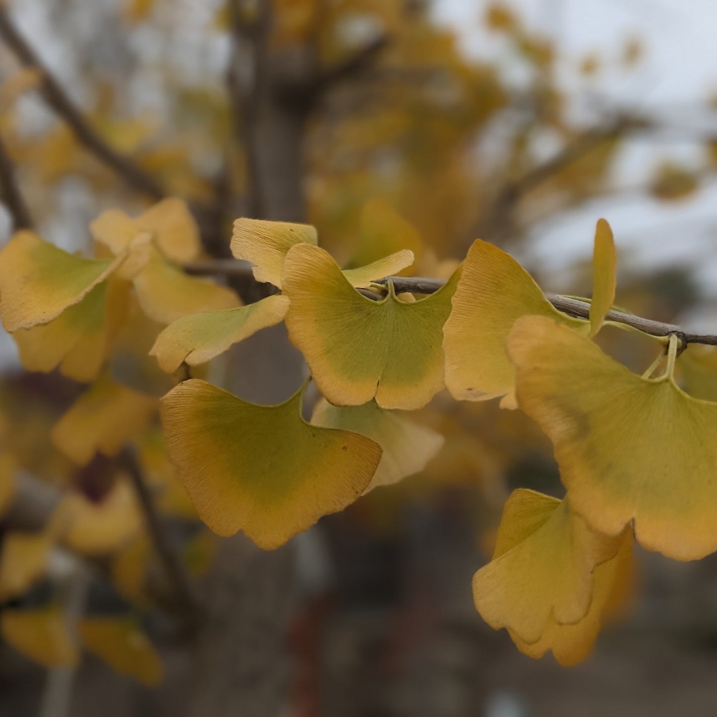 Ginkgo Tree