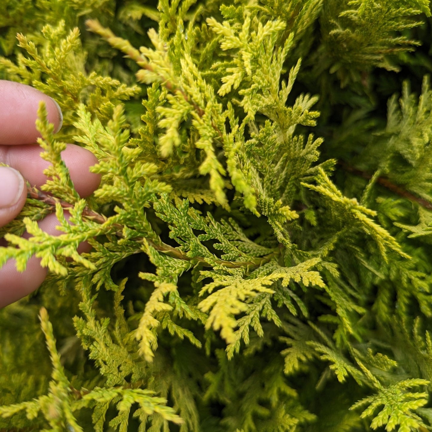 Vintage Gold Falsecypress