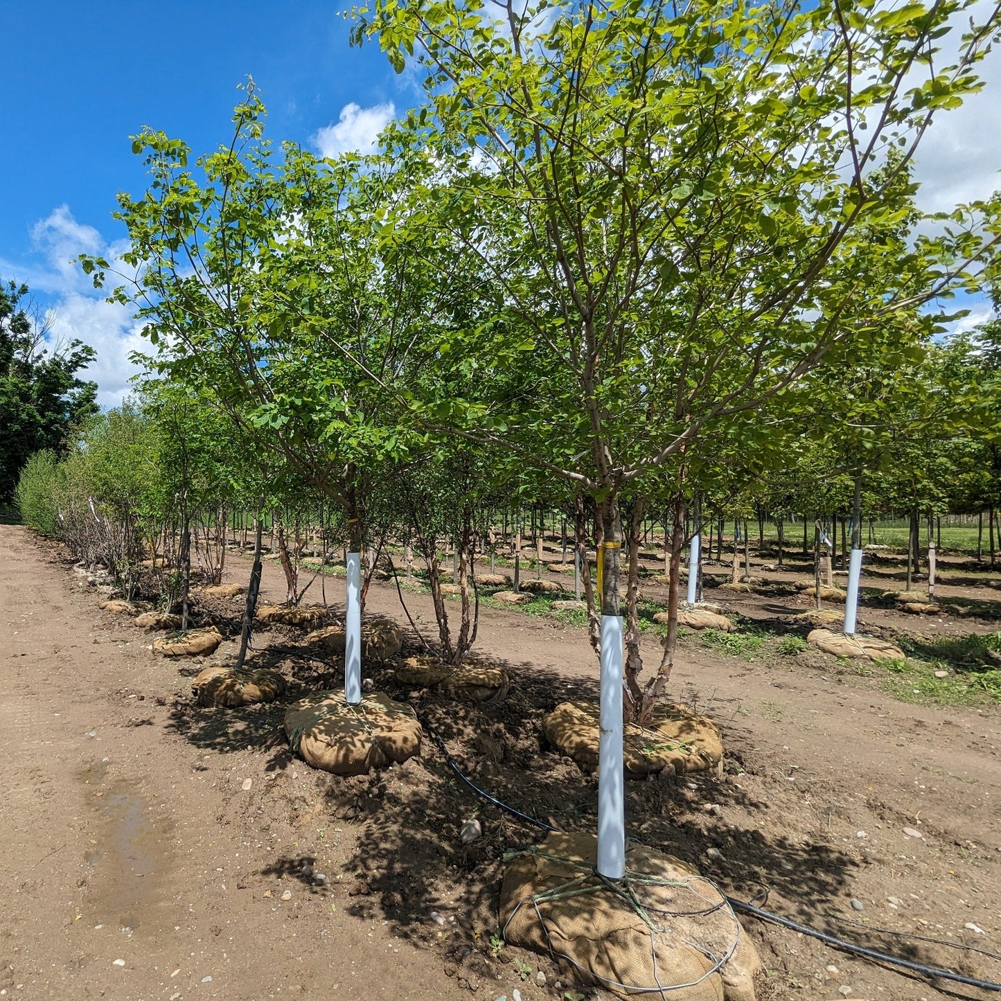 American Yellowwood