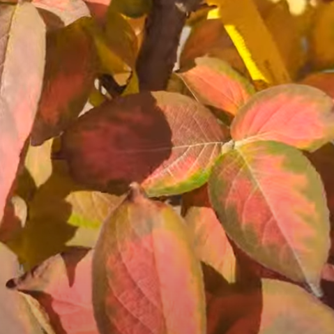 Japanese Stewartia