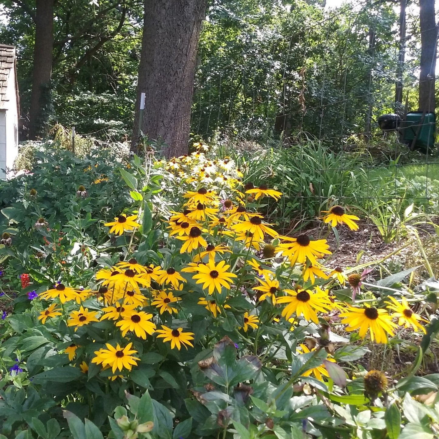 Native Black-Eyed Susan