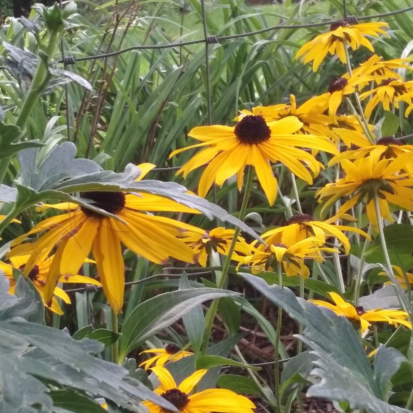 Native Black-Eyed Susan