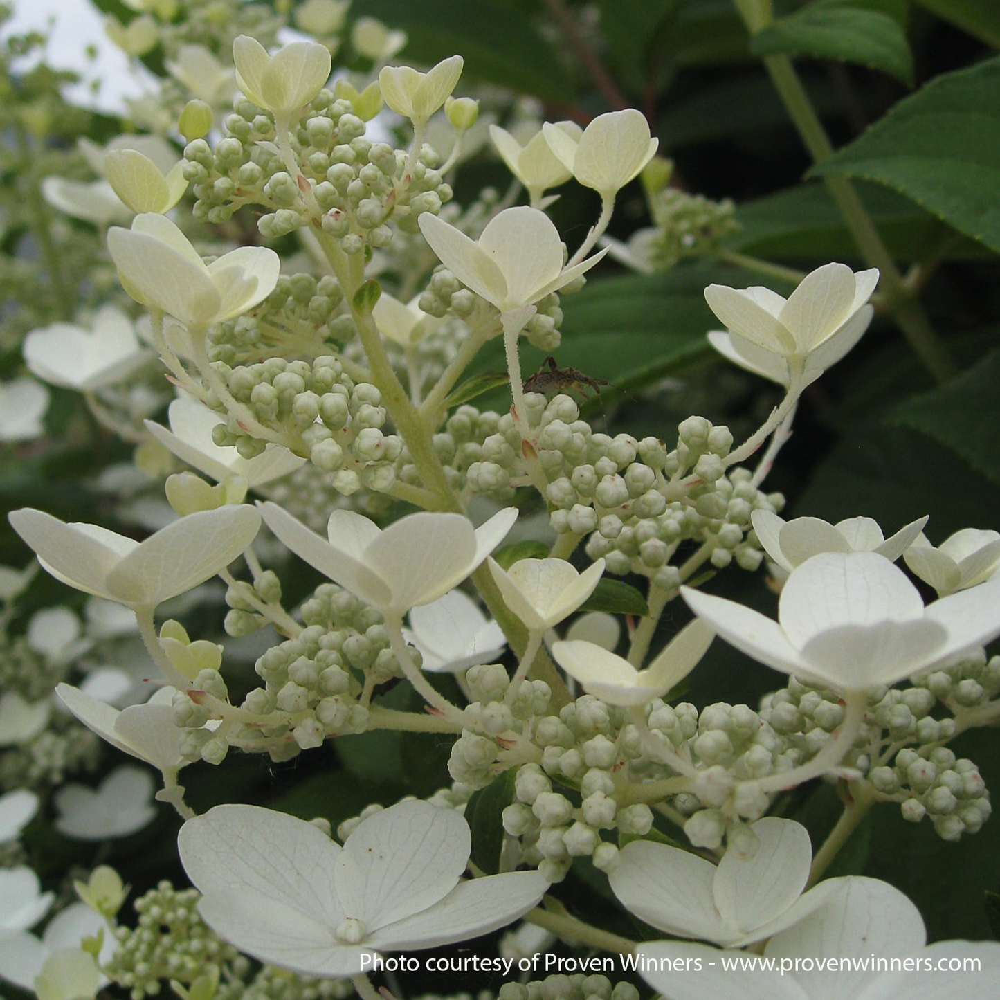 Quick Fire Hydrangea