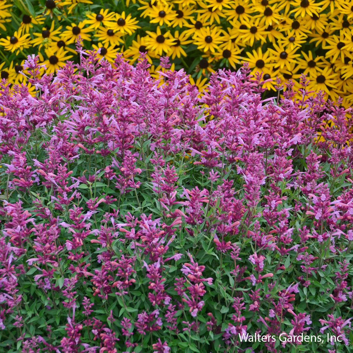Rosie Posie Hyssop