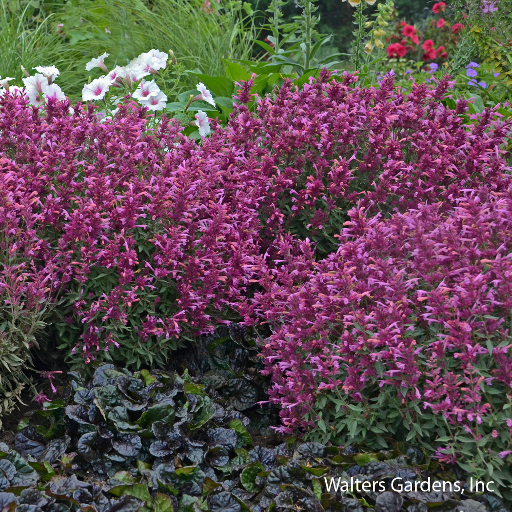 Rosie Posie Hyssop
