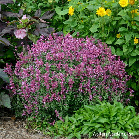 Rosie Posie Hyssop