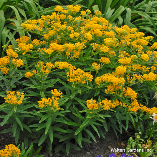 Hello Yellow Butterfly Weed