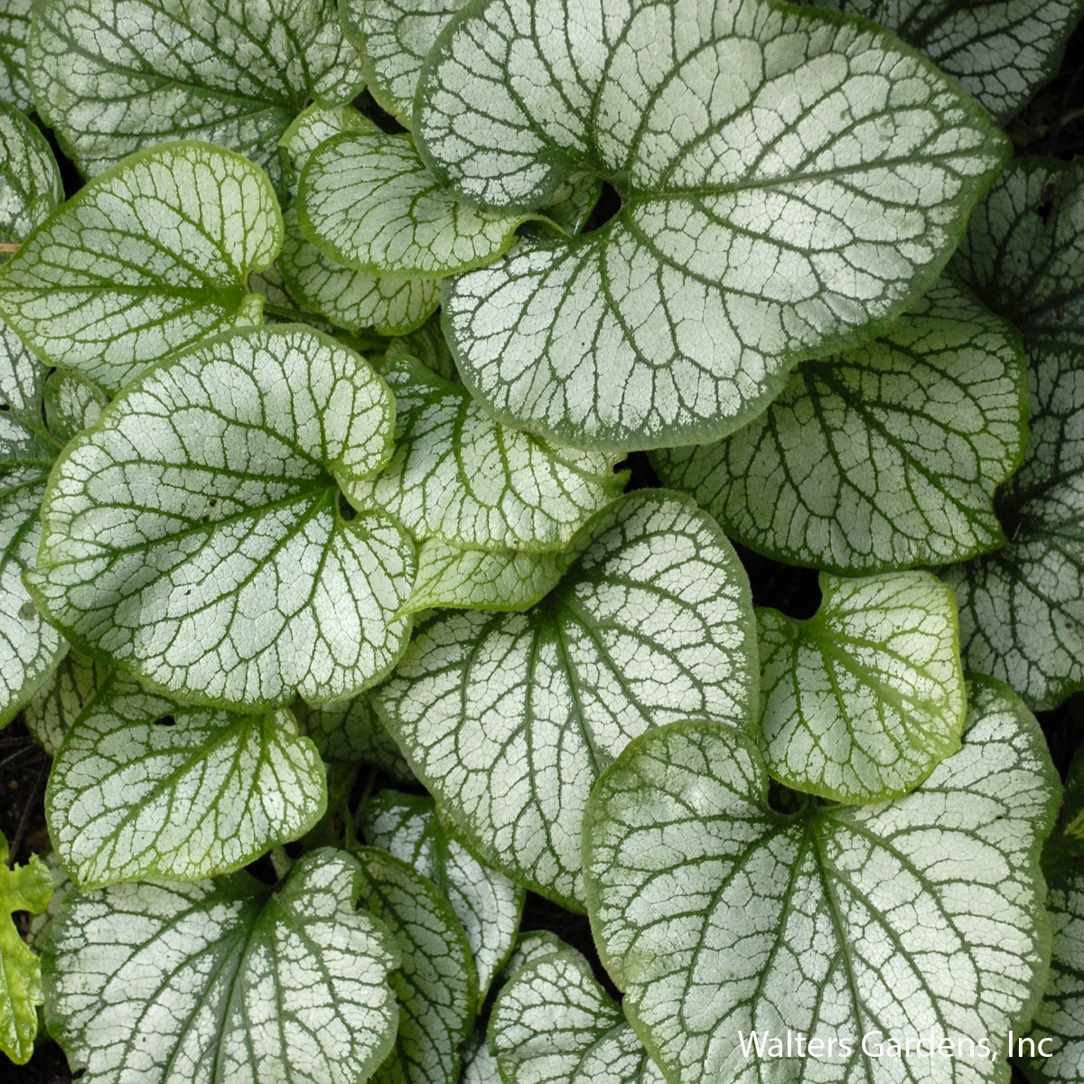 Jack Frost Brunnera